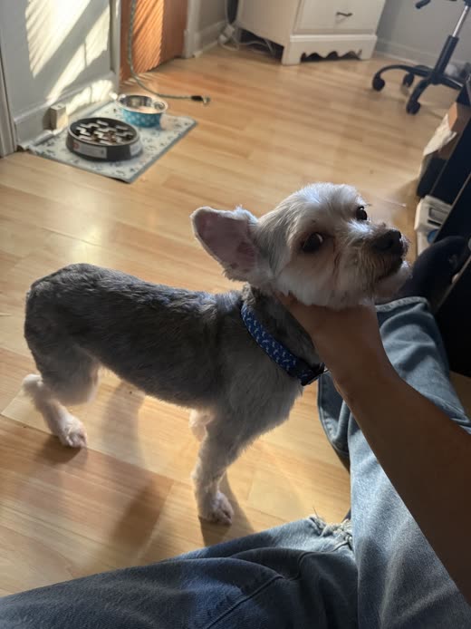A hand gently steadying a small grey terrier's chin on the grooming table mid-trim